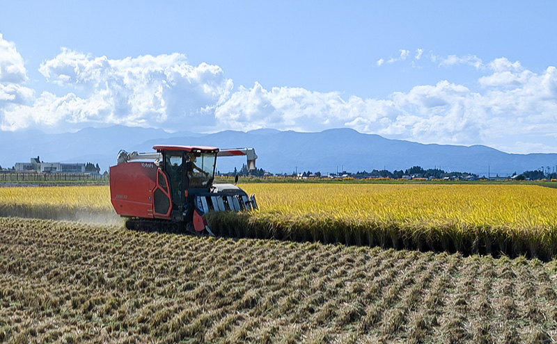 【（定期便|毎月配送｜計3回））10月下旬より順次出荷】令和7年産 新潟県 上越市産 にじのきらめき10kg 白米×3回 定期便