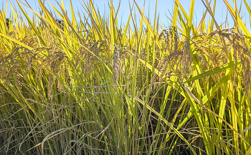 【（定期便|毎月配送｜計3回））10月下旬より順次出荷】令和7年産 新潟県 上越市産 にじのきらめき10kg 白米×3回 定期便