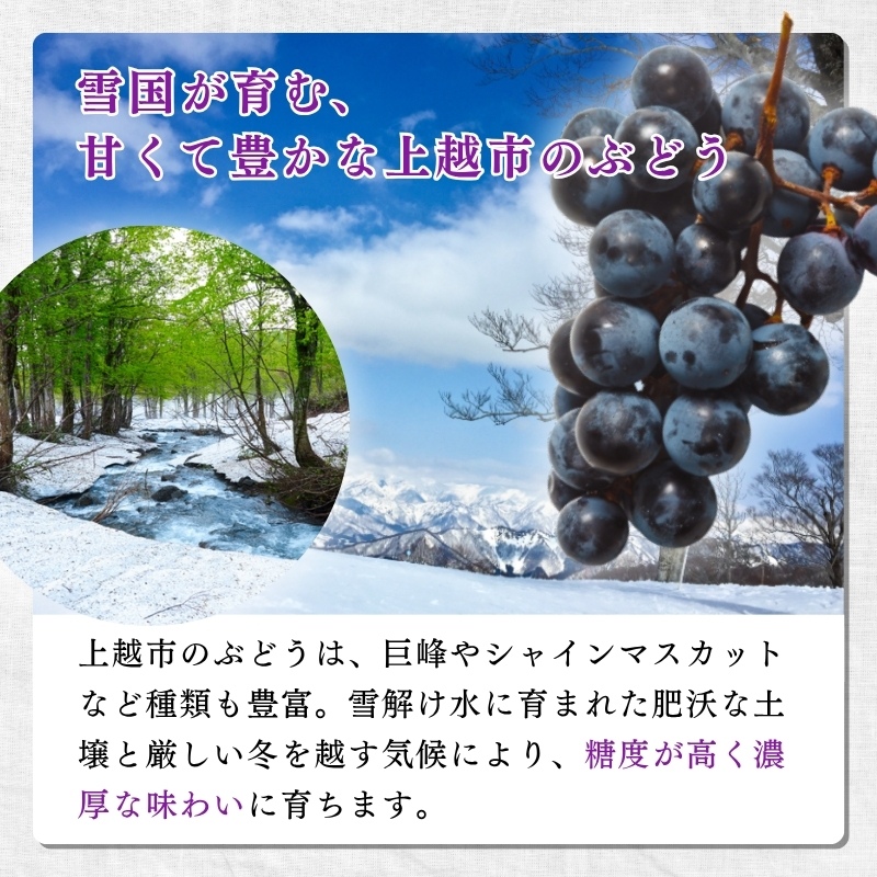 ぶどう 加工品  山本ぶどう園 ぶどうジャム 200g ぶどうソース 130g セット (新潟県上越市産) ジャム ソース
