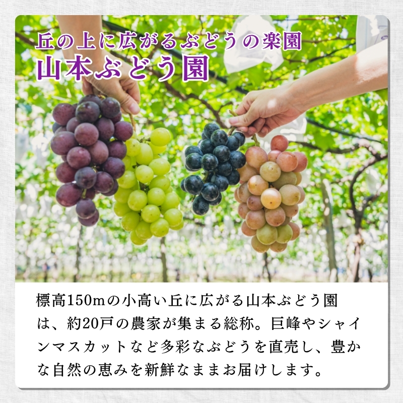 ぶどう 加工品  山本ぶどう園 ぶどうジャム 200g ぶどうソース 130g セット (新潟県上越市産) ジャム ソース