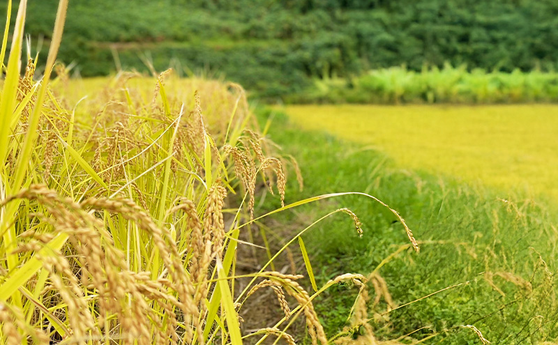 新米 令和7年 新潟県産 棚田米 コシヒカリ 5kg 5キロ 米 上越市 清里区 厳選 こしひかり 白米 精米