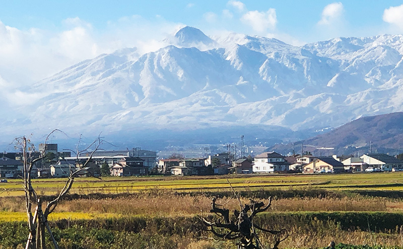 令和7年 新潟県産【ゆうだい21】 5kg 5キロ 窒素封入 宇都宮大学で生まれた奇跡のお米 上越市 坪井農場