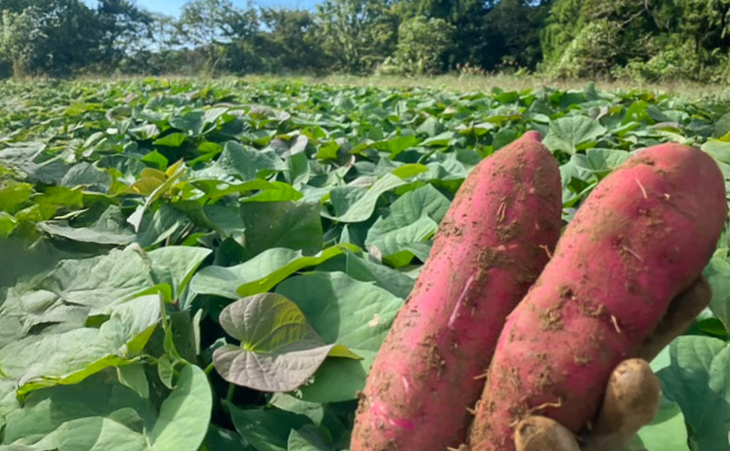 まるたき工房の干し芋【紅はるか】300g　おいも スイーツ ほしいも さつまいも おやつ お菓子 和菓子 和スイーツ 新潟県産 国産