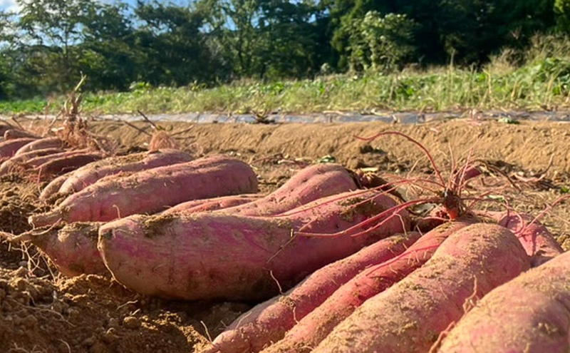 縺セ繧九◆縺榊キ・謌ソ縺ョ蟷イ縺苓葛縲舌す繝ォ繧ッ繧ケ繧、繝シ繝医300g縲縺翫>繧 繧ケ繧、繝シ繝 縺サ縺励>繧 縺輔▽縺セ縺繧 縺翫d縺、 縺願藷蟄 蜥瑚藷蟄 蜥後せ繧、繝シ繝