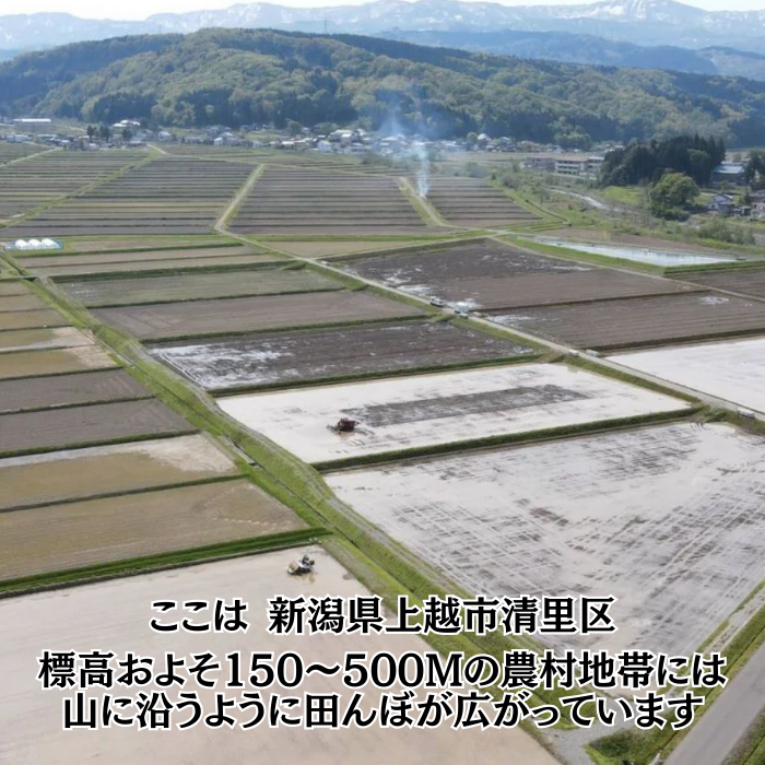 【1月下旬配送】令和7年産　新潟県 清里産コシヒカリ 10kg 上越市　白米　こめ　新潟 新潟県産 上越