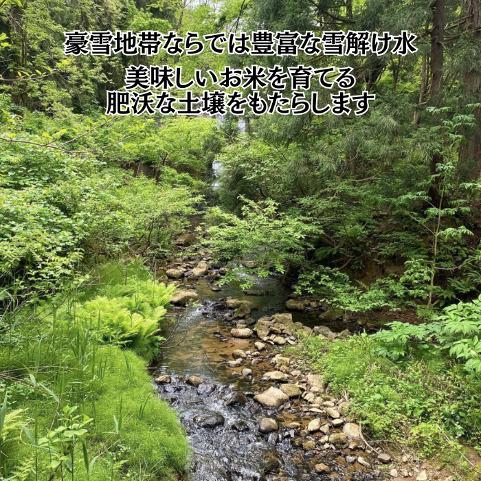 【1月下旬配送】令和7年産　新潟県 清里産コシヒカリ 10kg 上越市　白米　こめ　新潟 新潟県産 上越