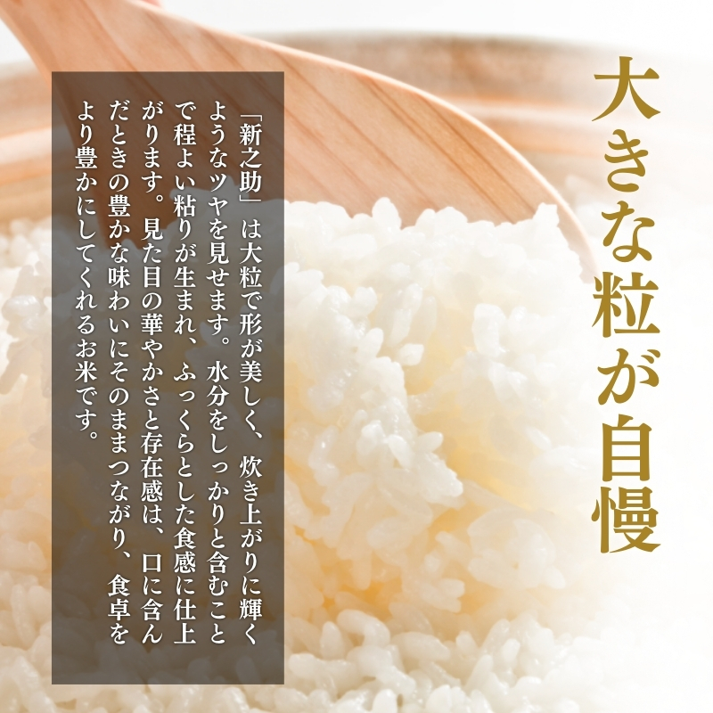 縲3譛井クュ譌ャ驟埼√台ク願カ雁クら肇 譁ー貎 譁ー荵句勧 5kg 縺励s縺ョ縺吶¢ 縺顔アウ 邊セ邀ウ 邀ウ 縺秘」ッ