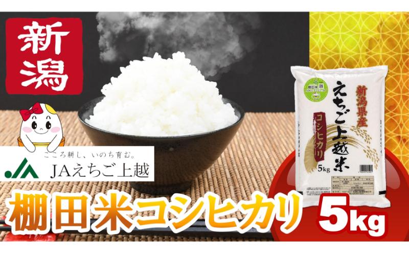 縲4譛井ク区流驟埼√台サ、蜥7蟷エ逕」 縺医■縺比ク願カ顔アウ 譽夂伐邀ウ 繧ウ繧キ繝偵き繝ェ 5kg 5繧ュ繝ュ 荳願カ雁ク 邊セ邀ウ 邀ウ 繧ウ繝。 縺翫☆縺吶a