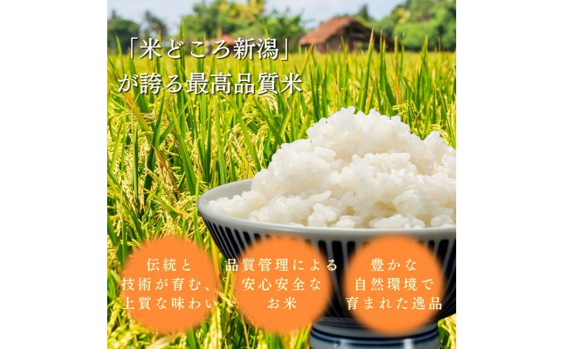 ã什å8幎11æé
éãå
è¡äºçŽ æ°ç±³ æ°æœäžè¶ç£ ã³ã·ãã«ãª 5kg æ°æœ ç±³ æ°æœç ããã²ãã éå®