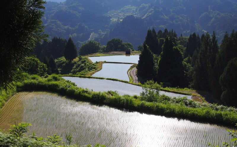 什å7幎 æ°æœçç£ æ£ç°ç±³ æ°ä¹å© çç±³ å®æäŸ¿ 120kg 120ãã (10kgÃ12å) éªäžè²¯èµ éªãã ããã®ãã ãç±³ ãã æ°æœ äžè¶ ç±³ éæç¡æ