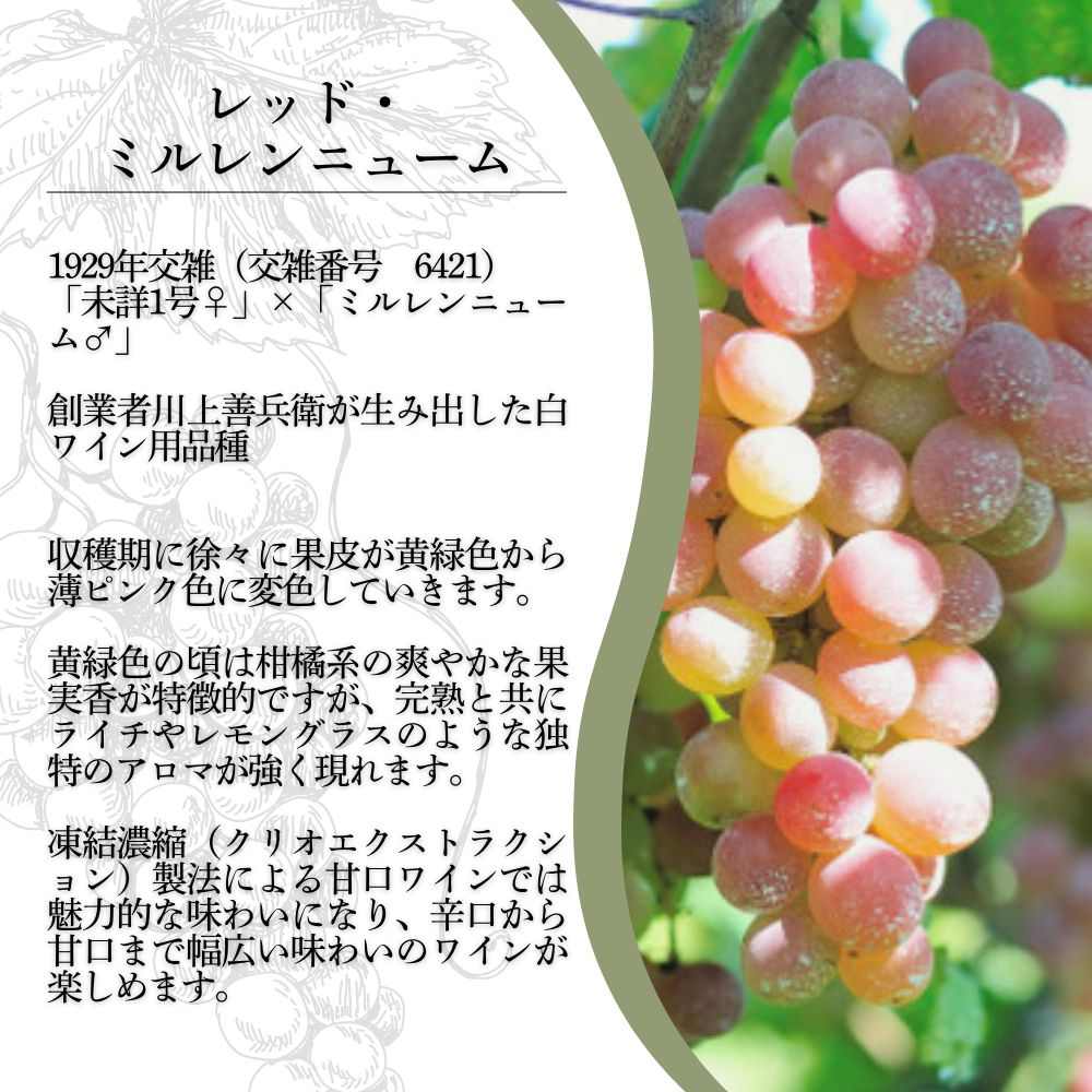 ワイン 岩の原ワイン レッド・ミルレンニューム 6本 720ml 希少ぶどう品種 甘口 お酒 希少 ぶどう 岩の原 新潟 上越 最短3日で発送 お届け：7日以内にお届けします。