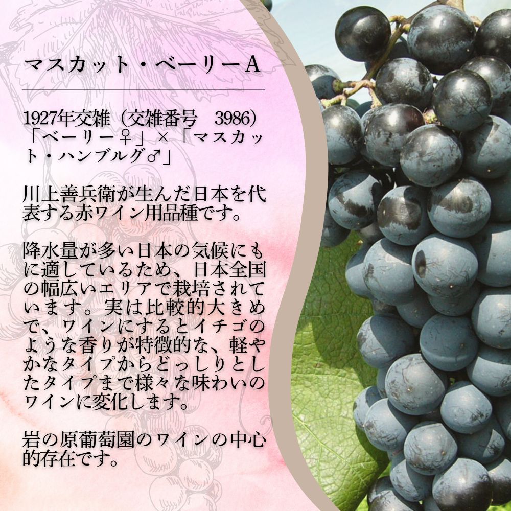 ワイン 岩の原スパークリングワイン ロゼ 瓶内二次発酵 2本 （750ml） お酒 岩の原 酒 新潟 上越 最短3日で発送