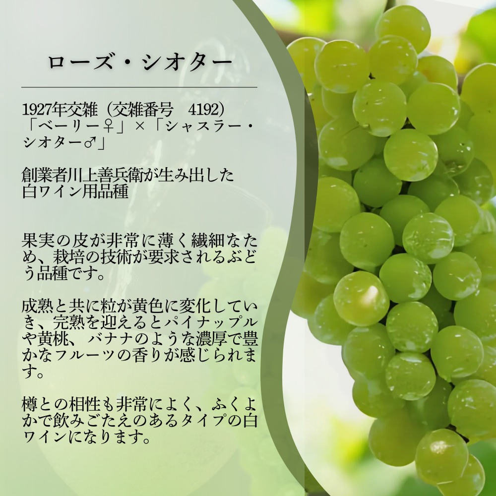 ワイン 岩の原スパークリングワイン 白 瓶内二次発酵 2本 （750ml） お酒 岩の原 酒 新潟 上越 最短3日で発送