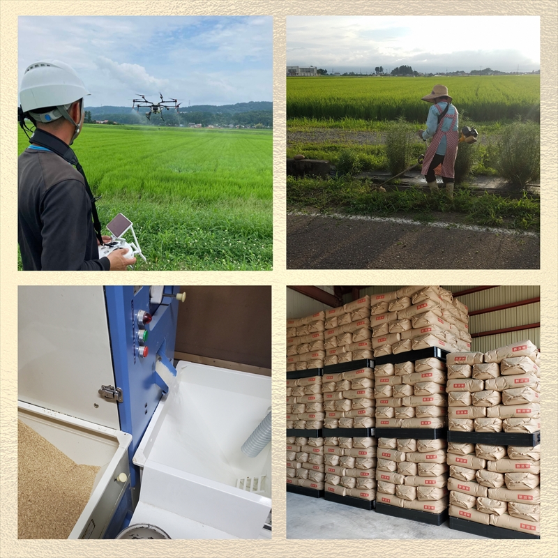 令和8年産　先行予約　上越市産新之助　5kg　新米　精米　新潟　米　新潟県　新之助　限定　おすすめ　米ヴィレッジさんわ