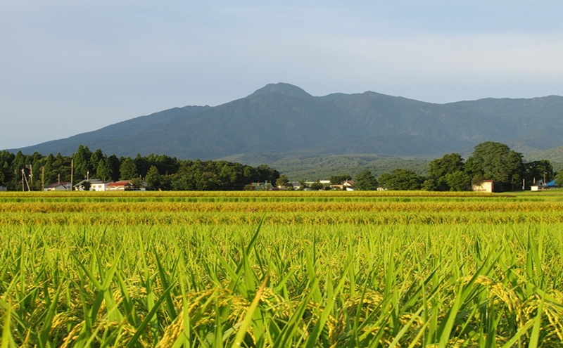標高200mで育てた棚田米|令和7年・新潟県上越産・ゆうだい21精米10kg(5kg×2袋)　白米  お米 こめ おすすめ ふるさと納税 新潟 新潟県産 にいがた 上越 上越産