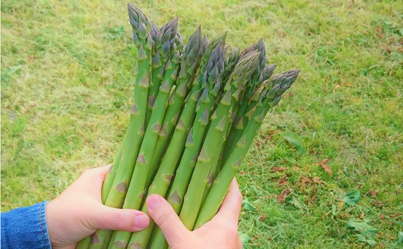 新潟県上越市産 横山農園 グリーン アスパラガス Lサイズ400g×2束 ｜2Lサイズ 400g×1束 計1,200g