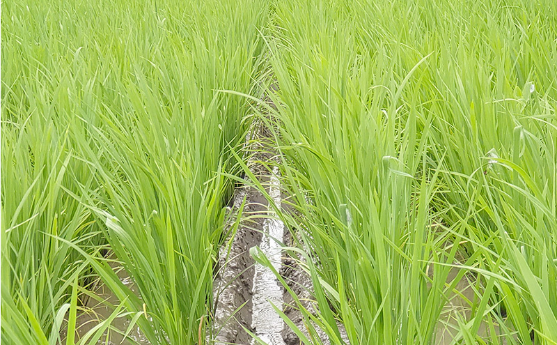 米 新潟県上越市産 横山農園 コシヒカリ 令和7年産 5kg（5kg×1袋）こしひかり お米 精米 米 ご飯 送料無料