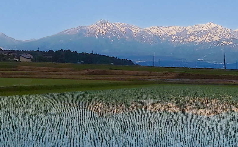 米 新潟県上越市産 横山農園 コシヒカリ 令和7年産 5kg（5kg×1袋）こしひかり お米 精米 米 ご飯 送料無料