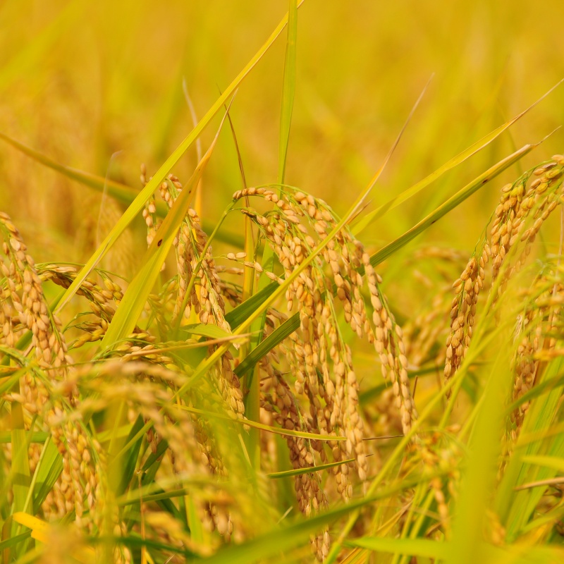 令和7年産／桑谷ファーム／桑谷米（棚田米コシヒカリ）白米・2kg　 精米 こしひかり 新潟県産 米 お取り寄せ ブランド米