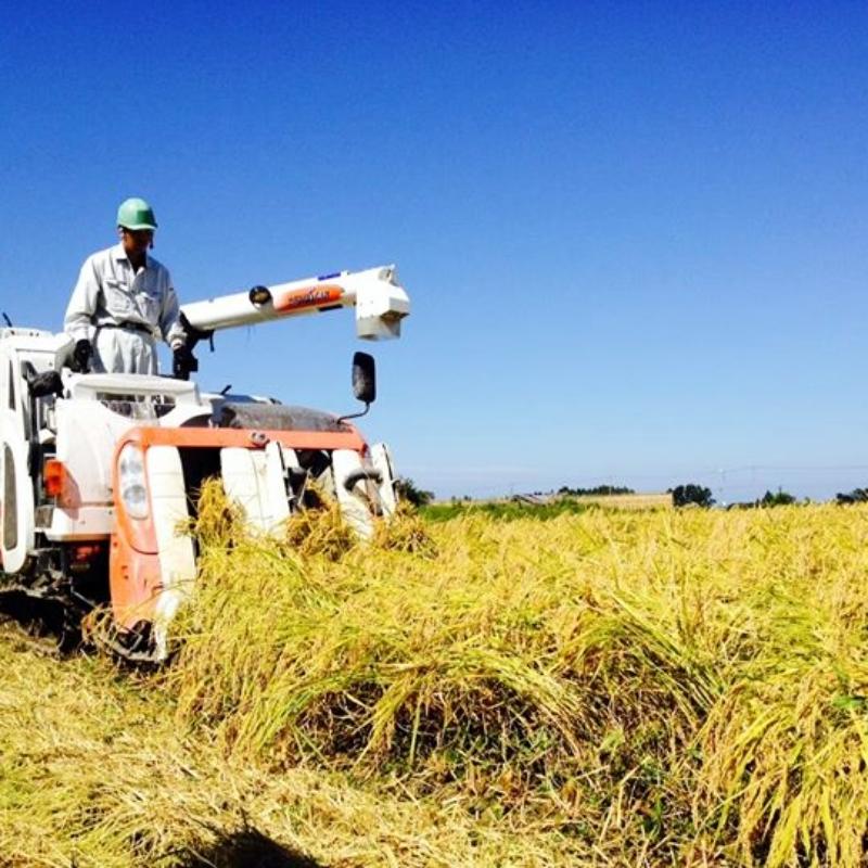 令和7年産／桑谷ファーム／桑谷米（棚田米コシヒカリ）白米・5kg　 精米 こしひかり 新潟県産 米 お取り寄せ ブランド米