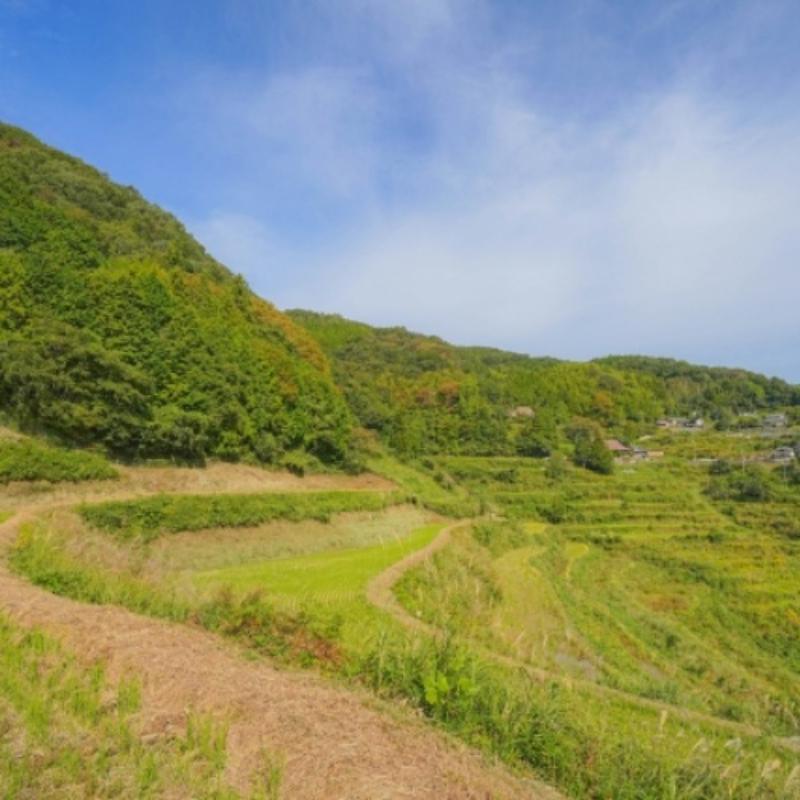 令和7年産／桑谷ファーム／桑谷米（棚田米コシヒカリ）白米・5kg　 精米 こしひかり 新潟県産 米 お取り寄せ ブランド米