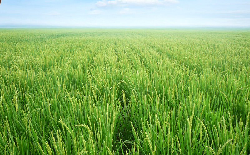 先行予約 令和8年産 新潟県 上越市産 ゆうだい21 10kg（5kg×2袋） 上越市 坪井農場 白米 精米 送料無料