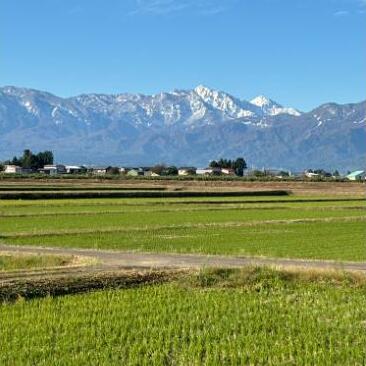 先行予約 令和8年 新潟県上越市産 従来 コシヒカリ 精米済 5kg 5キロ こしひかり お米 米 精米 送料無料