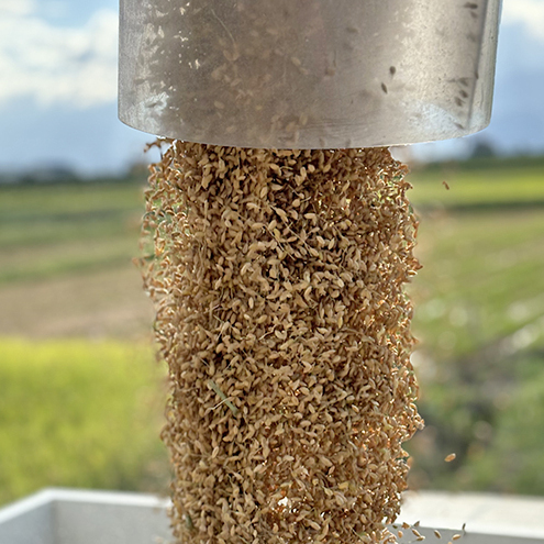 先行予約 令和8年 新潟県上越市産 従来 コシヒカリ 精米済 5kg 5キロ こしひかり お米 米 精米 送料無料