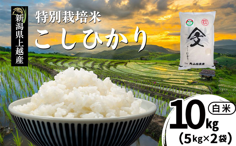 令和7年産 新潟県上越産「 特別栽培米 コシヒカリ 」 白米 10kg（5kg×2袋） 内山農産 こしひかり お米 こめ おすすめ  新潟県産 にいがた 上越