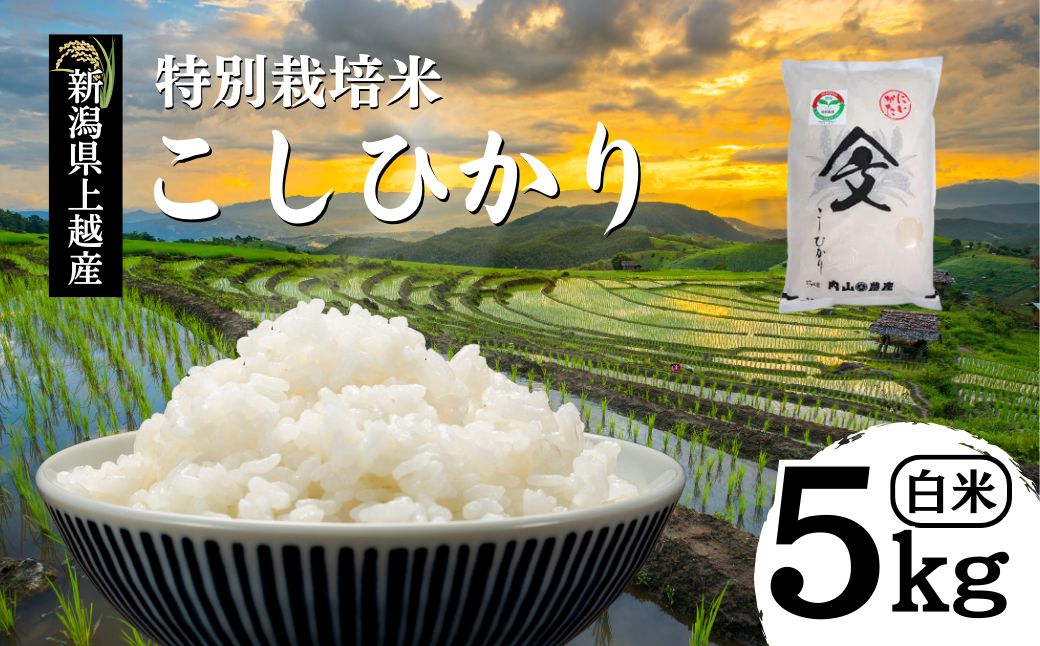 令和7年産 新潟県上越産「 特別栽培米 コシヒカリ 」 白米 5kg 内山農産 こしひかり お米 こめ おすすめ  新潟県産 にいがた 上越