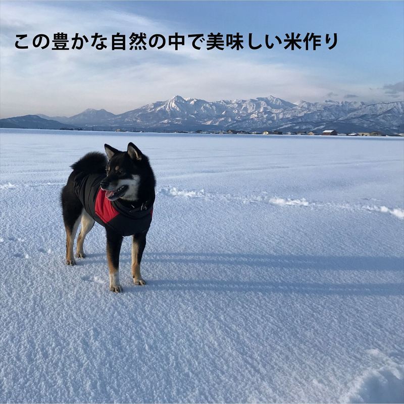令和8年産 先行予約 上越市産 コシヒカリ 5kg 5キロ 新米 精米 新潟県 上越市 板倉区 コメランド こしひかり 限定 おすすめ 米 コメ