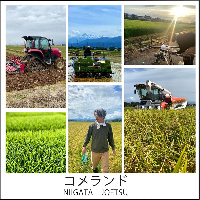 令和8年産 先行予約 上越市産 5kg 5キロ 精米 新潟県 上越市 板倉区 コメランド しんのすけ 限定 おすすめ 米 コメ