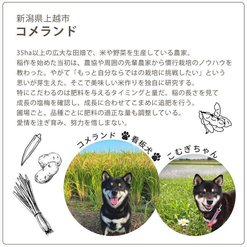 令和8年産 先行予約 上越市産 5kg 5キロ 精米 新潟県 上越市 板倉区 コメランド しんのすけ 限定 おすすめ 米 コメ
