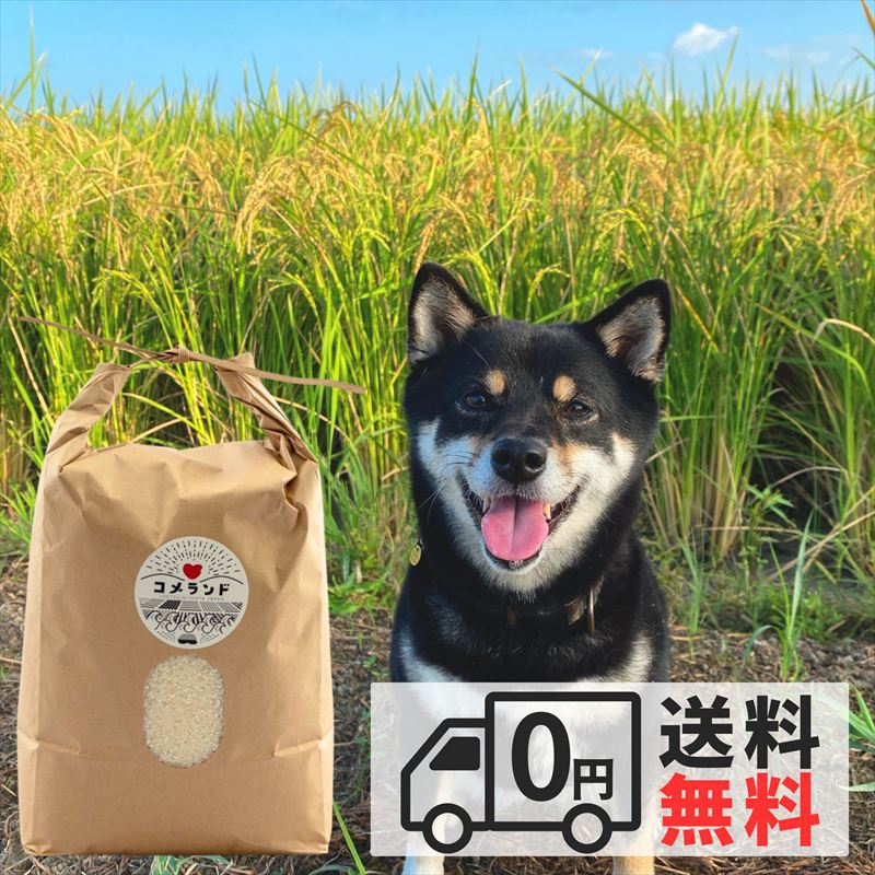 令和8年産 先行予約 上越市産 5kg 5キロ 精米 新潟県 上越市 板倉区 コメランド しんのすけ 限定 おすすめ 米 コメ