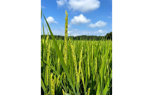 先行予約 令和8年 新潟県産コシヒカリ 【アイガモ農法】 JAS有機発芽玄米 3kg（ 1kg×3袋 ） 上越市 三和区 富永農産
