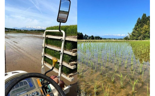 先行予約 令和8年 新潟県産コシヒカリ 【アイガモ農法】 JAS有機発芽玄米 3kg（ 1kg×3袋 ） 上越市 三和区 富永農産