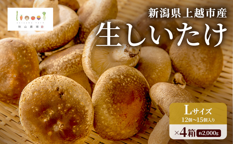 新潟県上越市産 肉厚 生しいたけ シイタケ 椎茸 Lサイズ 約500g （12個〜15個入り）×4箱 計約2kg 秋山農場グリーンプロジェクト