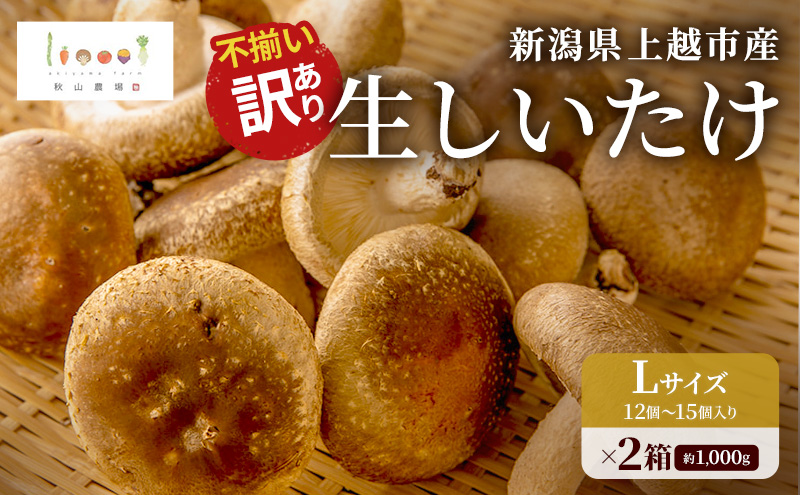 不揃い 訳あり 新潟県上越市産 生しいたけ 椎茸 約500g ×2箱（計1,000g） 秋山農場グリーンプロジェクト