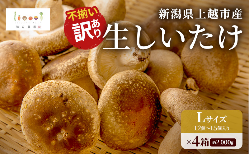 不揃い 訳あり 新潟県上越市産 生しいたけ 椎茸 約500g ×4箱（計2,000g）秋山農場グリーンプロジェクト