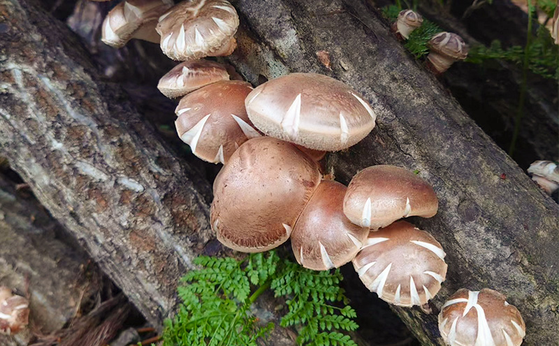 不揃い 訳あり 新潟県上越市産 生しいたけ 椎茸 約500g ×4箱（計2,000g）秋山農場グリーンプロジェクト
