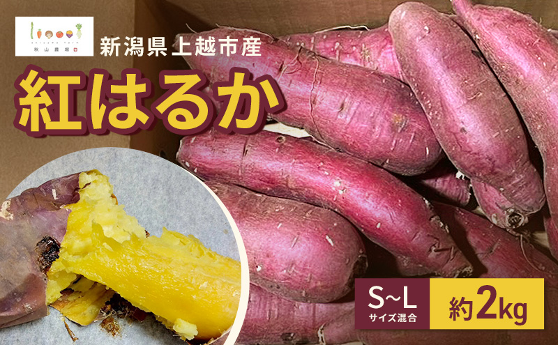 新潟県上越市産 紅はるか サツマイモ さつまいも S-Lサイズ混合 約2kg 秋山農場グリーンプロジェクト