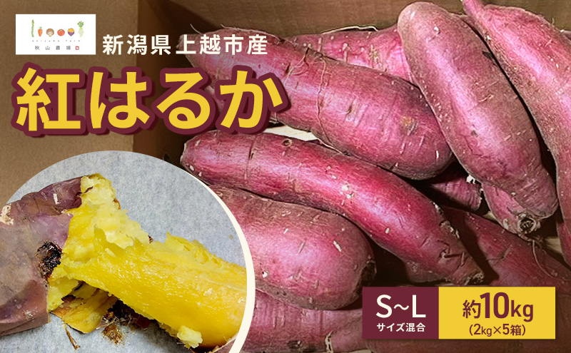 新潟県上越市産 紅はるか サツマイモ さつまいも S-Lサイズ混合 約10kg（2kg×5箱） 秋山農場グリーンプロジェクト