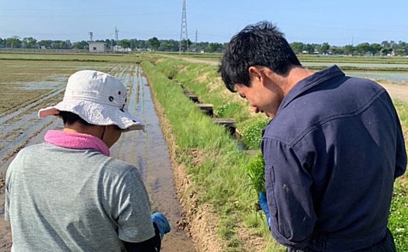莉、蜥7蟷エ 譁ー貎溽恁荳願カ雁クら肇 繧ウ繧キ繝偵き繝ェ 2kg 2繧ュ繝ュ 縺顔アウ 繧ウ繝。 縺薙@縺イ縺九j 縺オ縺√シ繧螟ァ蝨ー