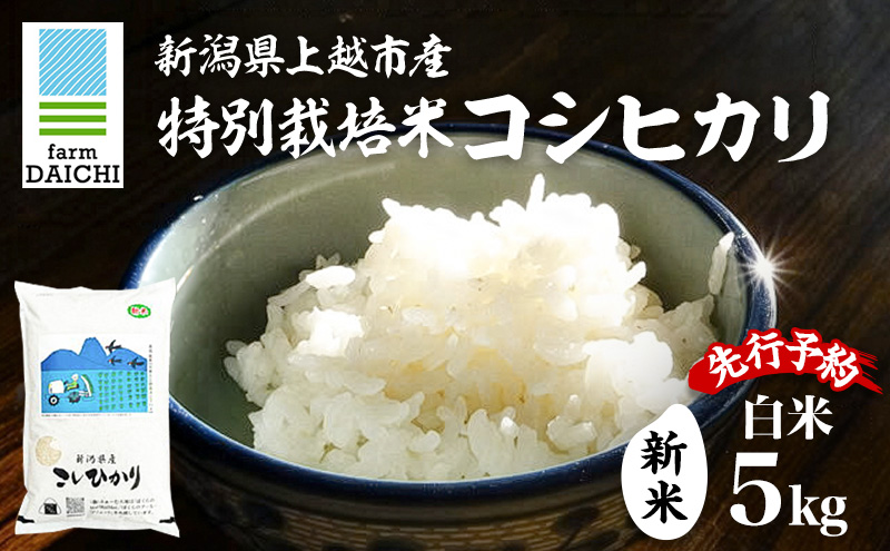 蜈郁。御コ育エ 莉、蜥8蟷エ 譁ー邀ウ 譁ー貎溽恁荳願カ雁クら肇 迚ケ蛻・譬ス蝓ケ邀ウ 繧ウ繧キ繝偵き繝ェ 5kg 5繧ュ繝ュ 縺顔アウ 繧ウ繝。 縺薙@縺イ縺九j 縺オ縺√シ繧螟ァ蝨ー