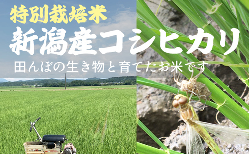 先行予約 令和8年 新米 新潟県上越市産 特別栽培米 コシヒカリ 10kg （5kg×2袋）お米 コメ こしひかり ふぁーむ大地
