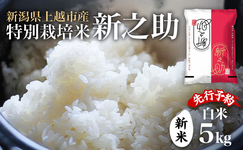 先行予約 令和8年 新米 新潟県上越市産 特別栽培米 新之助 5kg 5キロ お米 コメ  ふぁーむ大地