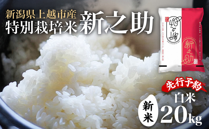 蜈郁。御コ育エ 莉、蜥8蟷エ 譁ー邀ウ 譁ー貎溽恁荳願カ雁クら肇 迚ケ蛻・譬ス蝓ケ邀ウ 譁ー荵句勧 20kg シ5kgテ4陲具シ峨♀邀ウ 繧ウ繝。 縺オ縺√シ繧螟ァ蝨ー
