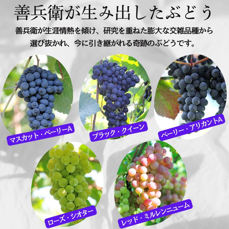 ワイン 岩の原ワイン ブラック・クイーン ( 赤ワイン 720ml ) お酒 岩の原 ふるさと納税 酒 新潟 上越