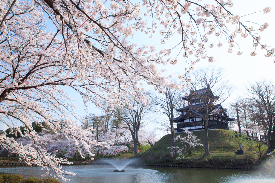 高田城址公園の桜の保全及び公園整備