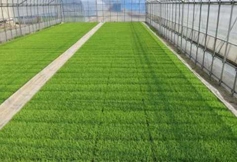 【令和7年産】新潟県産 純米コシヒカリ 5kg さいとう農園 白米 精米 米 こめ ごはん コシヒカリ こしひかり 1G17016